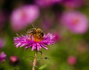 DSC_9323   abeille bis.jpg