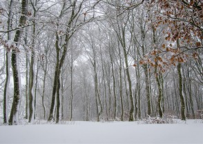 Rève Brigitte paysage neige .jpg