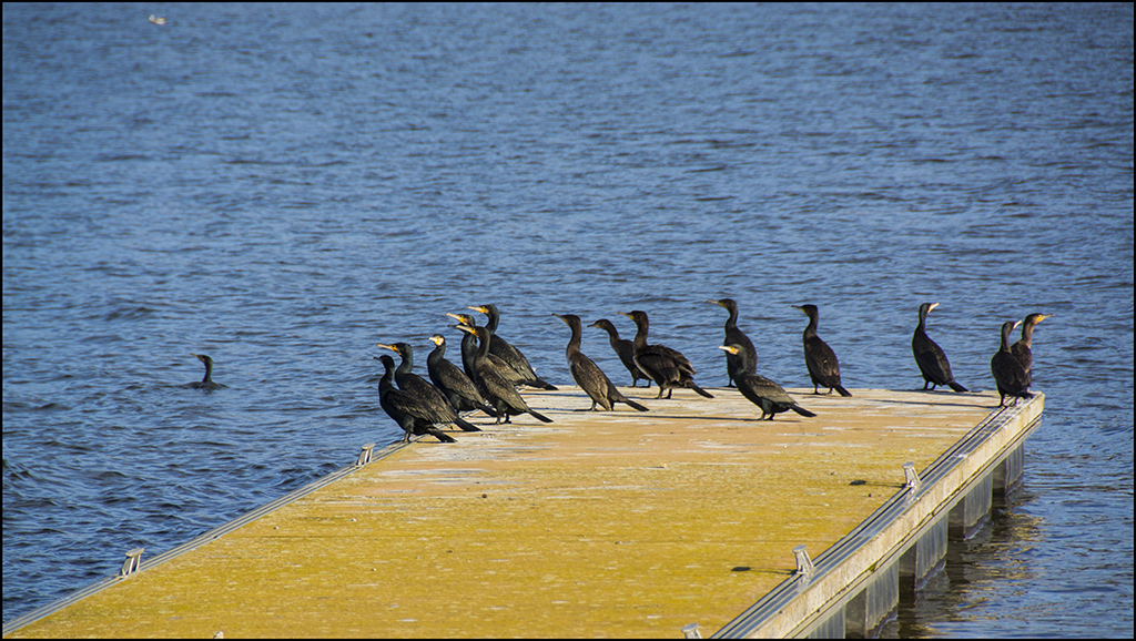 DSC_0416-cormorans.jpg