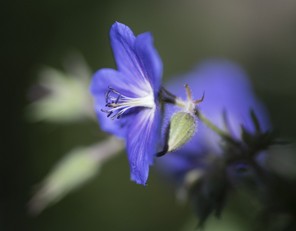 fleur bleue.jpg