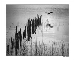 FOURNIER GERARD-1 BON 50x40.jpg