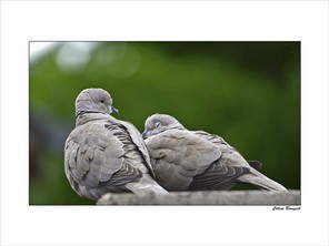 BAUGUIL CELINE-3. BON 40x30.jpg