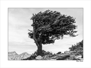 BOULOC ROGER-2 BON 40x30.jpg