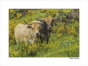 BOULOUIS MAGALI-2 BON 40x30.jpg