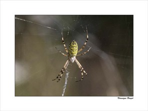 BRUGIER VERONIQUE-2 BON 40x30.jpg