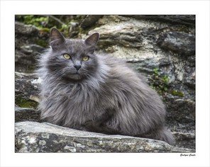 CAULE EVELYNE-1 BON 50x40.jpg
