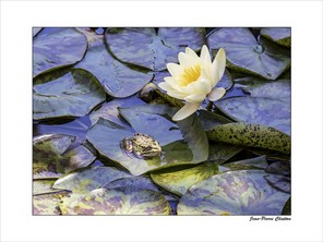 CHATTON JPP-2 BON 40X30.jpg