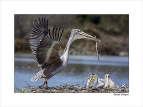 DHUGUES DANIELLE-1 BON 40x30.jpg