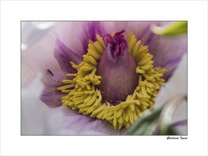 IZARD GHISLAINE-2 BON 40X30.jpg