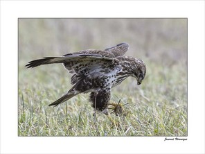 JOURNET VERONIQUE-2 40x30 BON.jpg