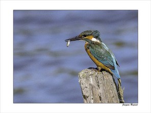 RIGAUD JACQUES-1 BON 40x30.jpg