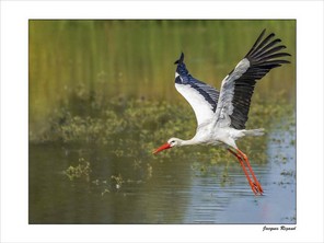 RIGAUD JACQUES-3 BON 40x30.jpg