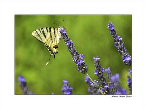 SOULIE AMELIE BELLE -2 BON 40x30.jpg