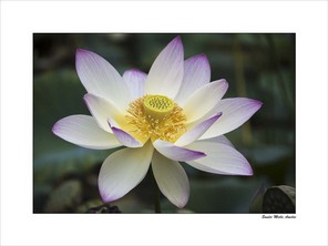 SOULIE AMELIE BELLE4 BON 40x30 .jpg