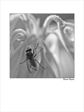 VERGNES FRANCIS-2 BON 30x40.jpg